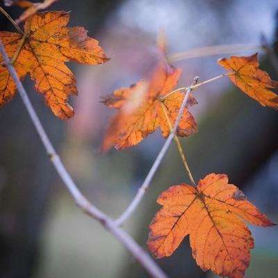 米乐下载地址下载手机版